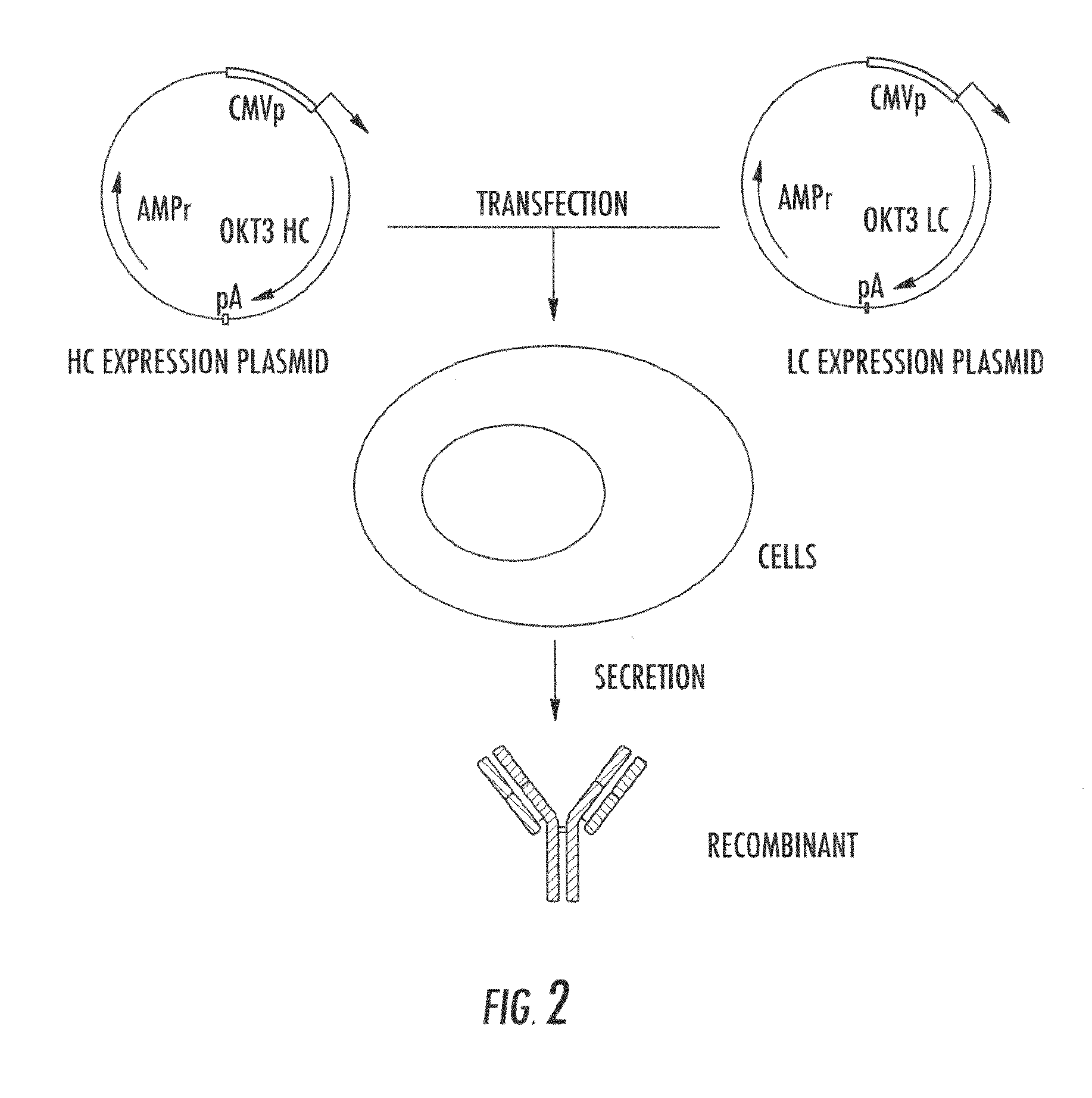 Lowered affinity antibodies and uses therefor