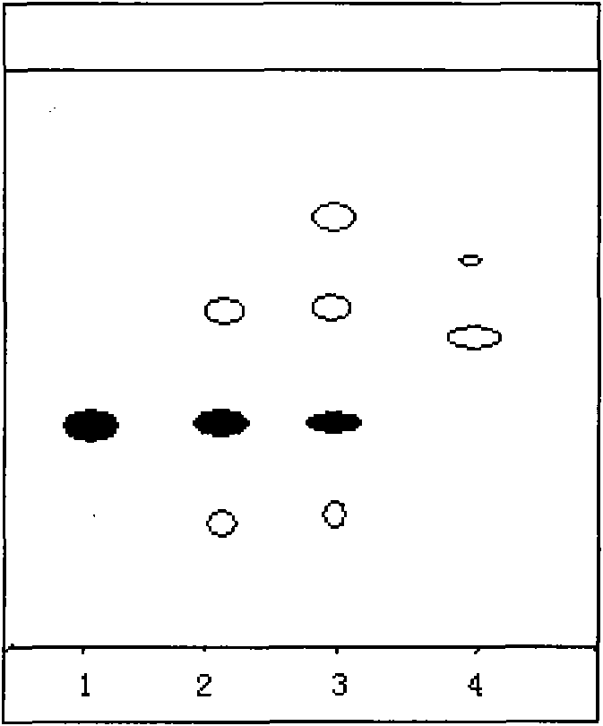 Method for preparing saponins compounds by fermenting and culturing gen-seng fruits