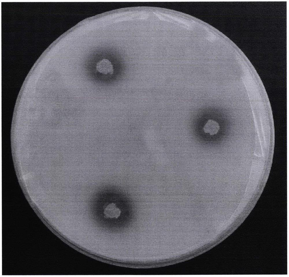 Efficient phosphate-solubilizing bacterium MQR6 as well as fermentation product and application thereof