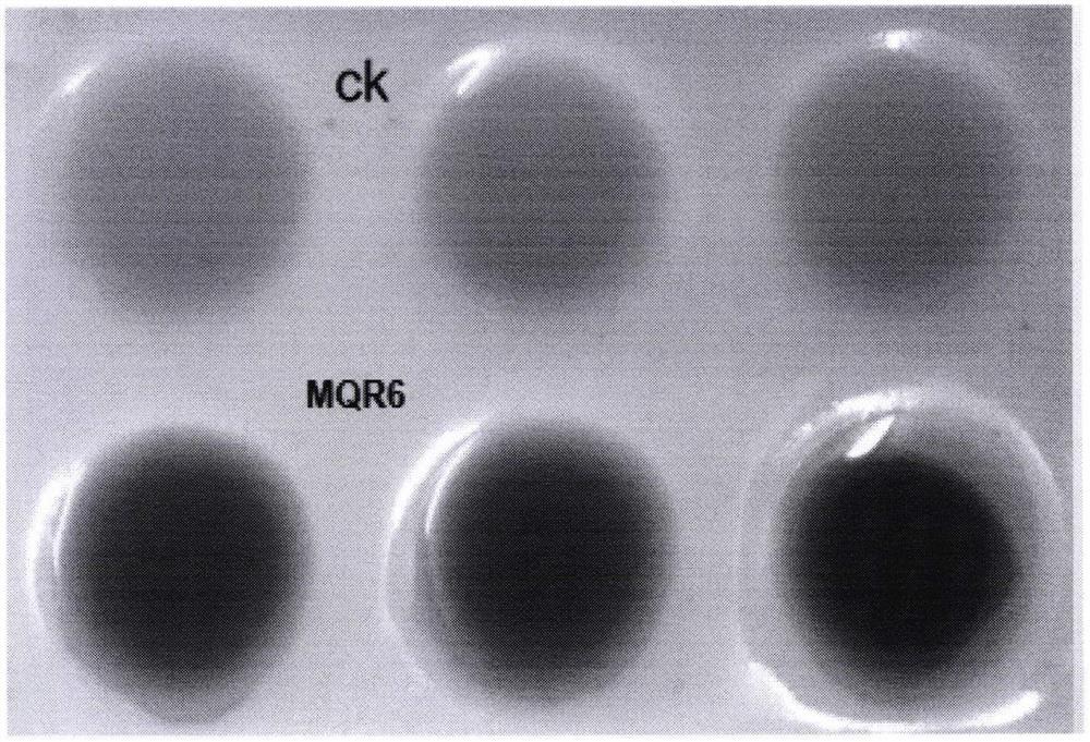 Efficient phosphate-solubilizing bacterium MQR6 as well as fermentation product and application thereof