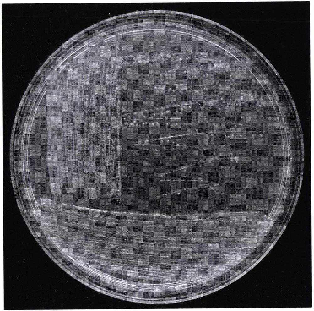 Efficient phosphate-solubilizing bacterium MQR6 as well as fermentation product and application thereof