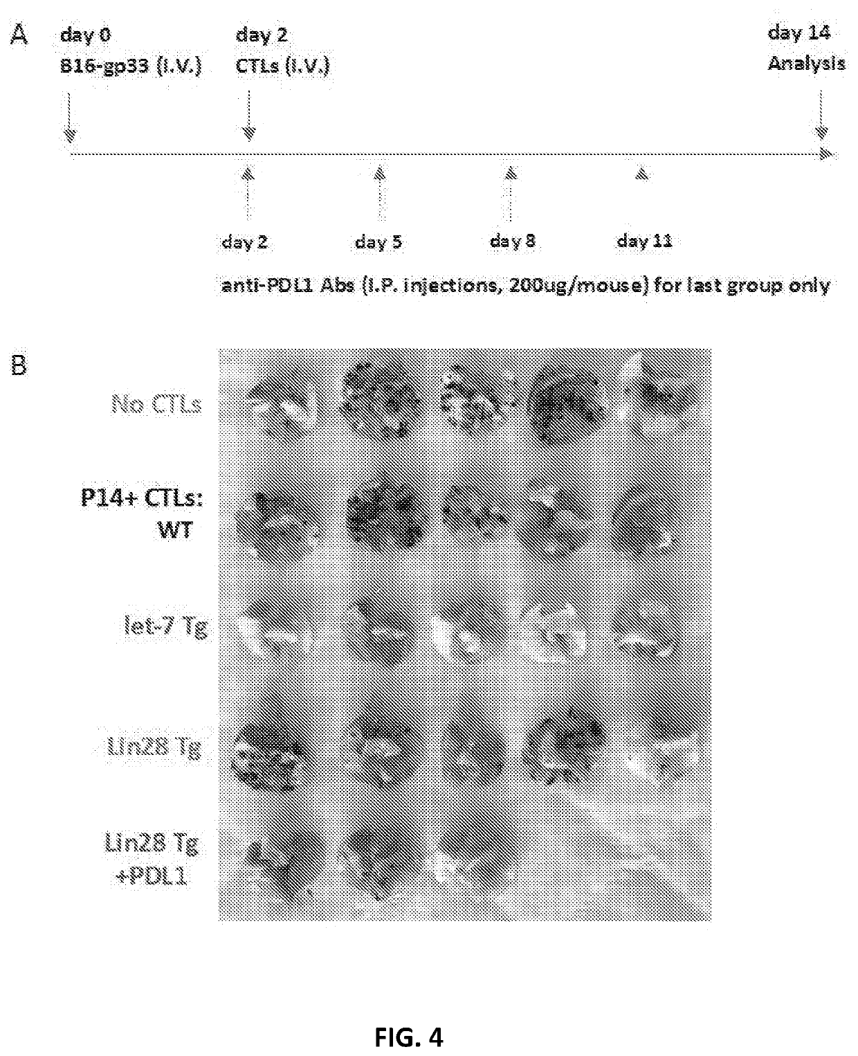 Let-7 promotes Anti-tumor activity of cd8 t cells and memory formation in vivio