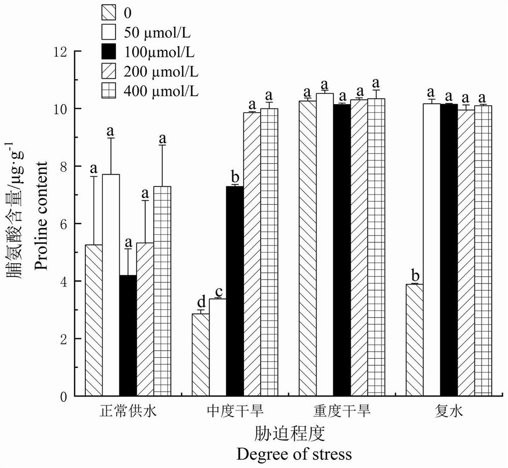 Method for improving drought resistance of oil paeonia suffruticosa by adopting jasmonic acid