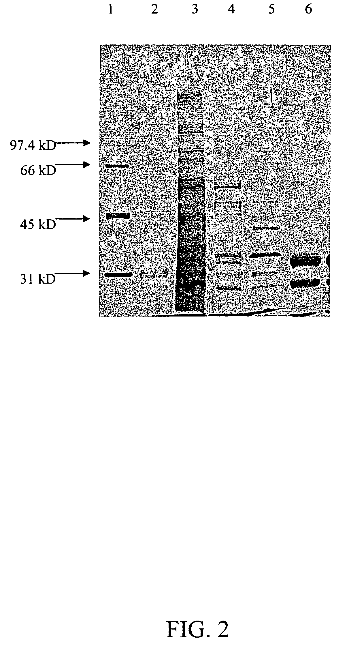 Methods and compositions for cyclizing diterpenes