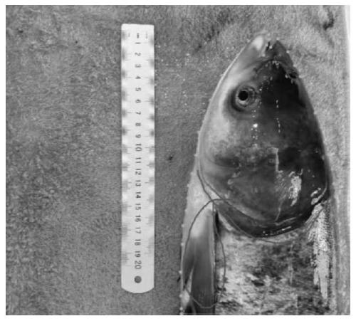 KNN-based bighead carp classification method