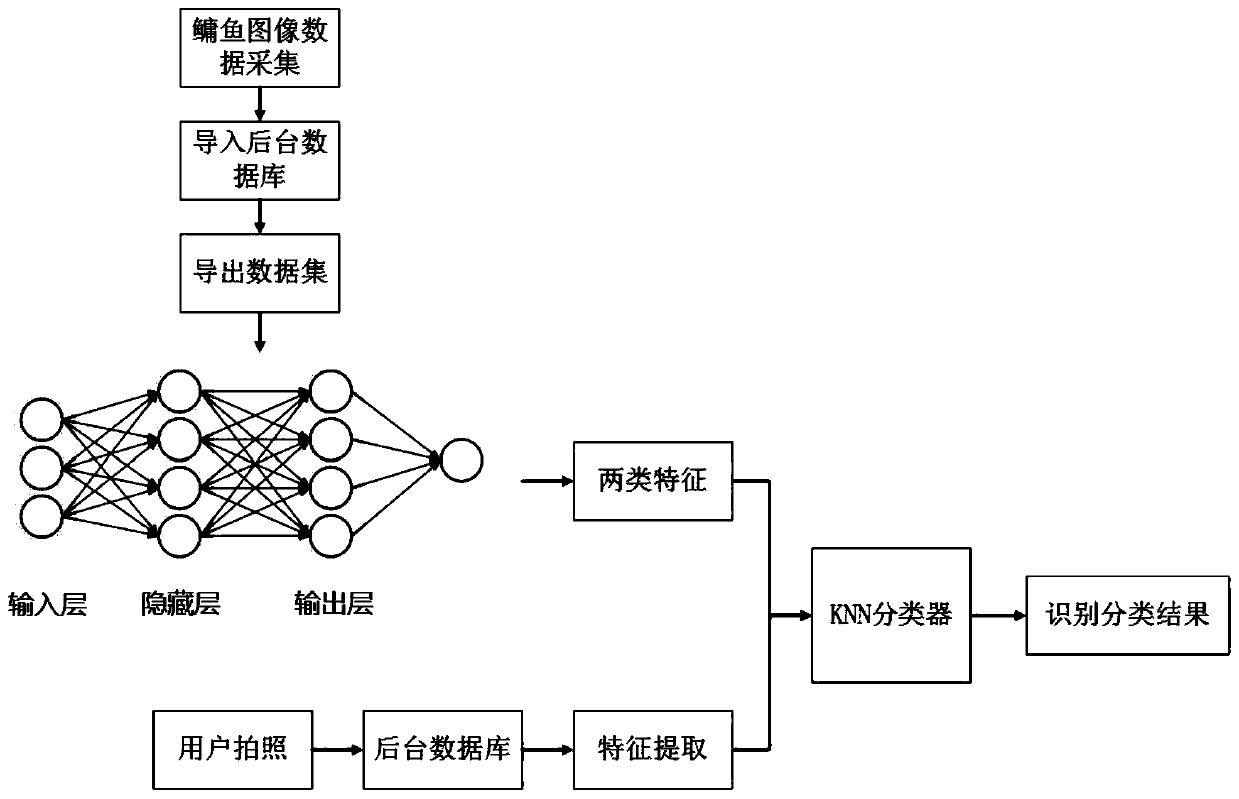 KNN-based bighead carp classification method