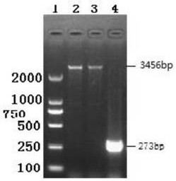 Application of a monoclonal antibody in early pregnancy detection of dairy cows and its kit