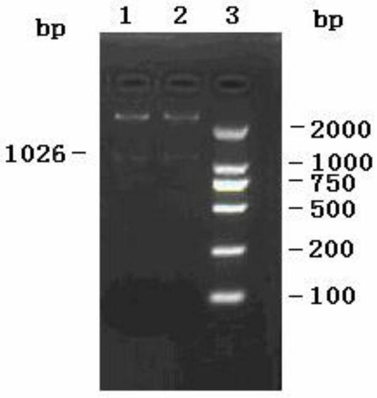 Application of a monoclonal antibody in early pregnancy detection of dairy cows and its kit