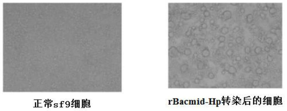 Application of a monoclonal antibody in early pregnancy detection of dairy cows and its kit