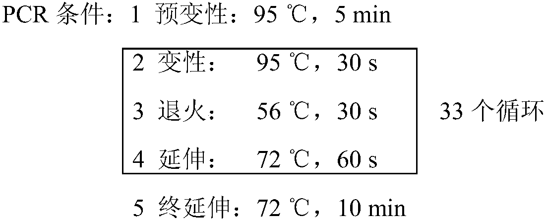 Haemadipsa sylvestris Sylvestin and gene and applications thereof