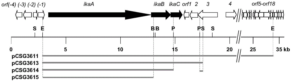 A kind of dovemycin biosynthetic gene cluster and its application