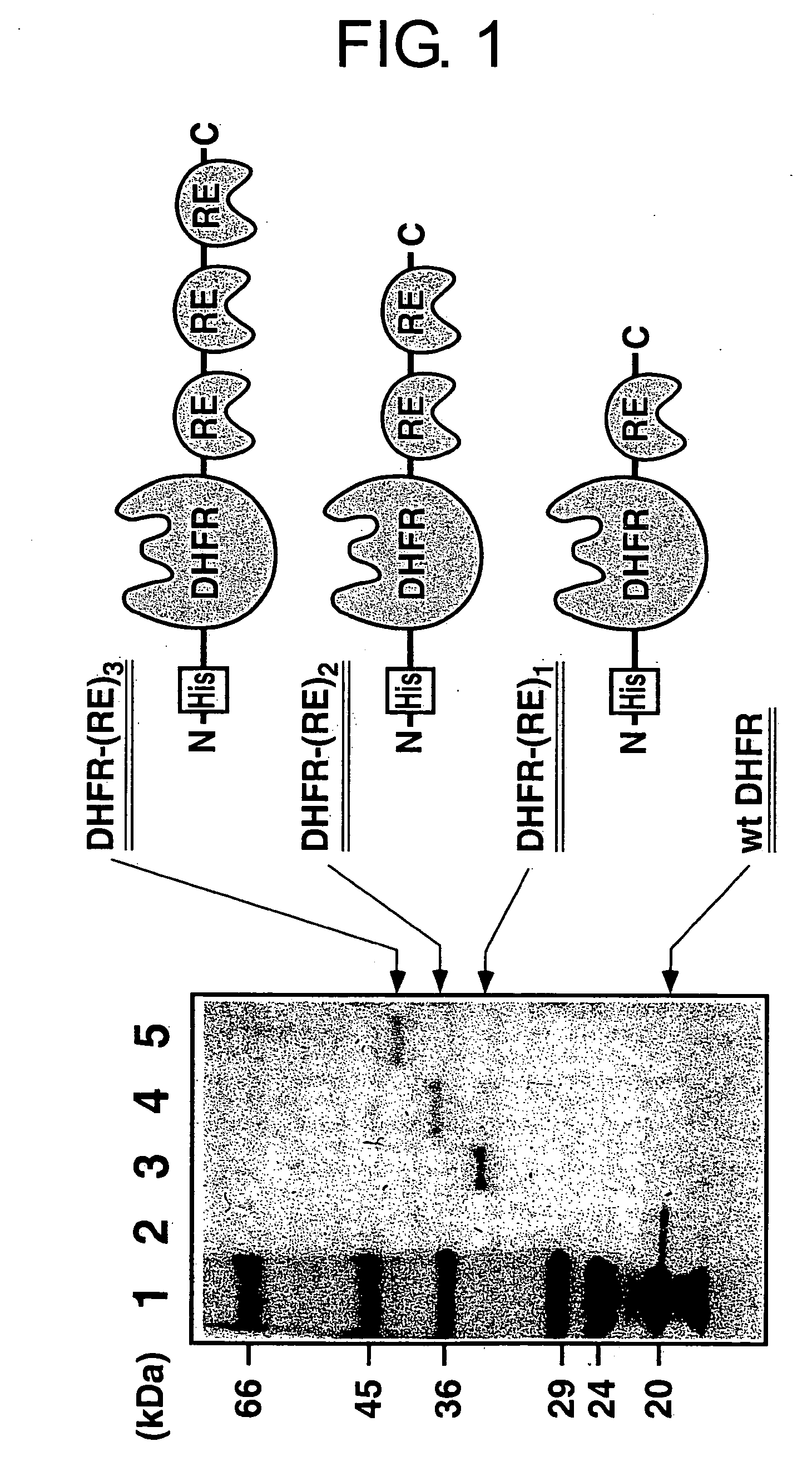 Method for forming a stable complex comprising a transcription product and translation product of a dna encoding a desired polypeptide, a nucleic acid construct used for the method, a complex formed by the method, and screening of a functional protein and mrna or dna encoding the protein using the method