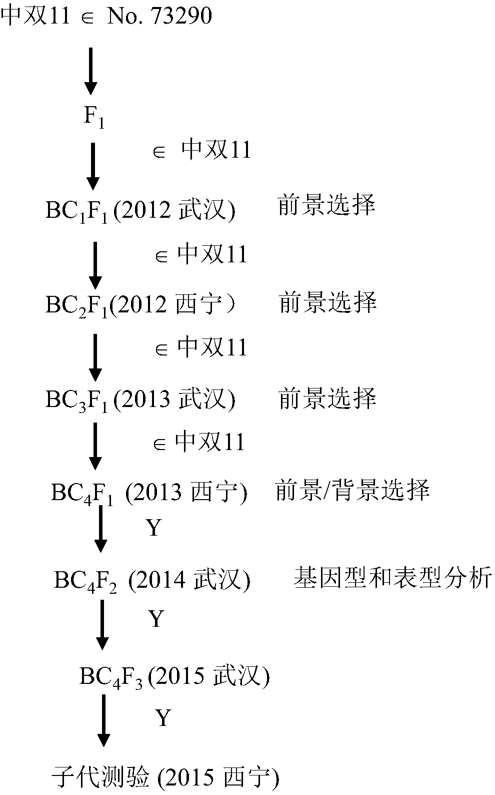 Brassica napus seed number per silique major gene locus close linkage molecular markers and applications thereof