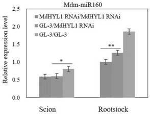 Movable miRNA for promoting rootstock root development and drought resistance and identification method