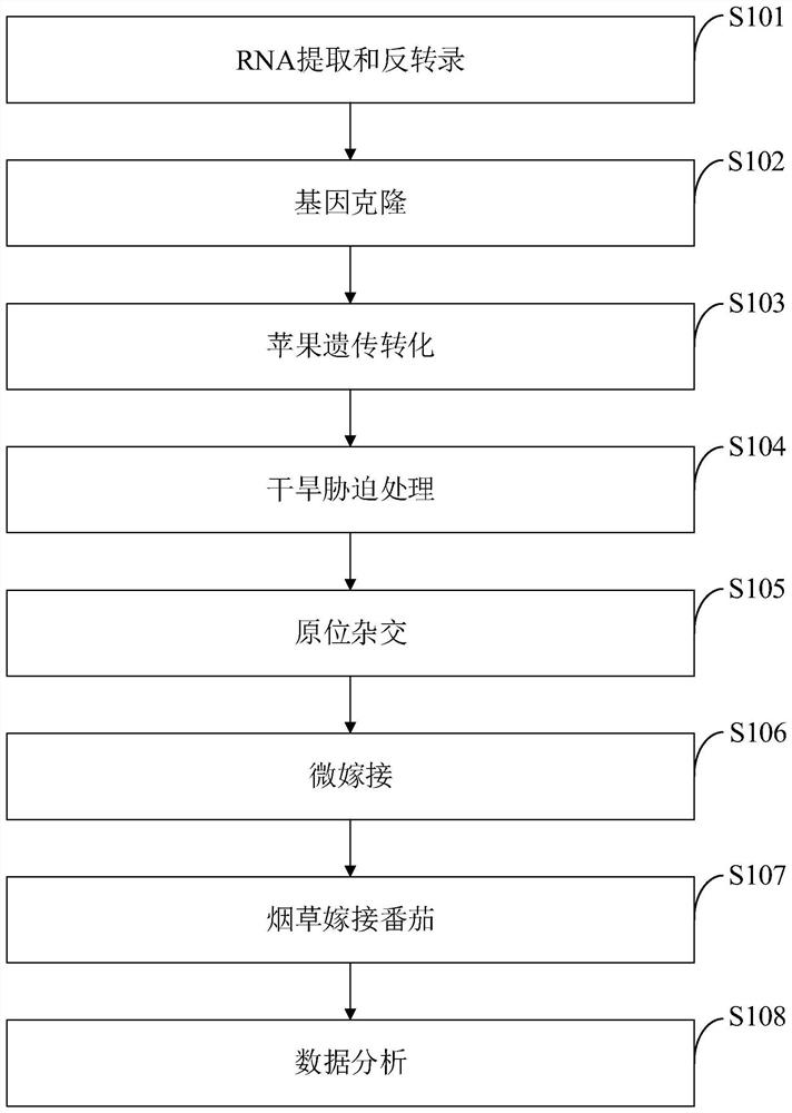Movable miRNA for promoting rootstock root development and drought resistance and identification method