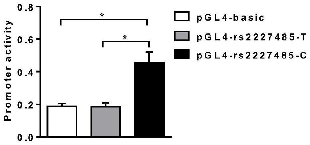 SNP locus related to auxiliary diagnosis of chronic obstructive pulmonary disease susceptibility and application SNP locus