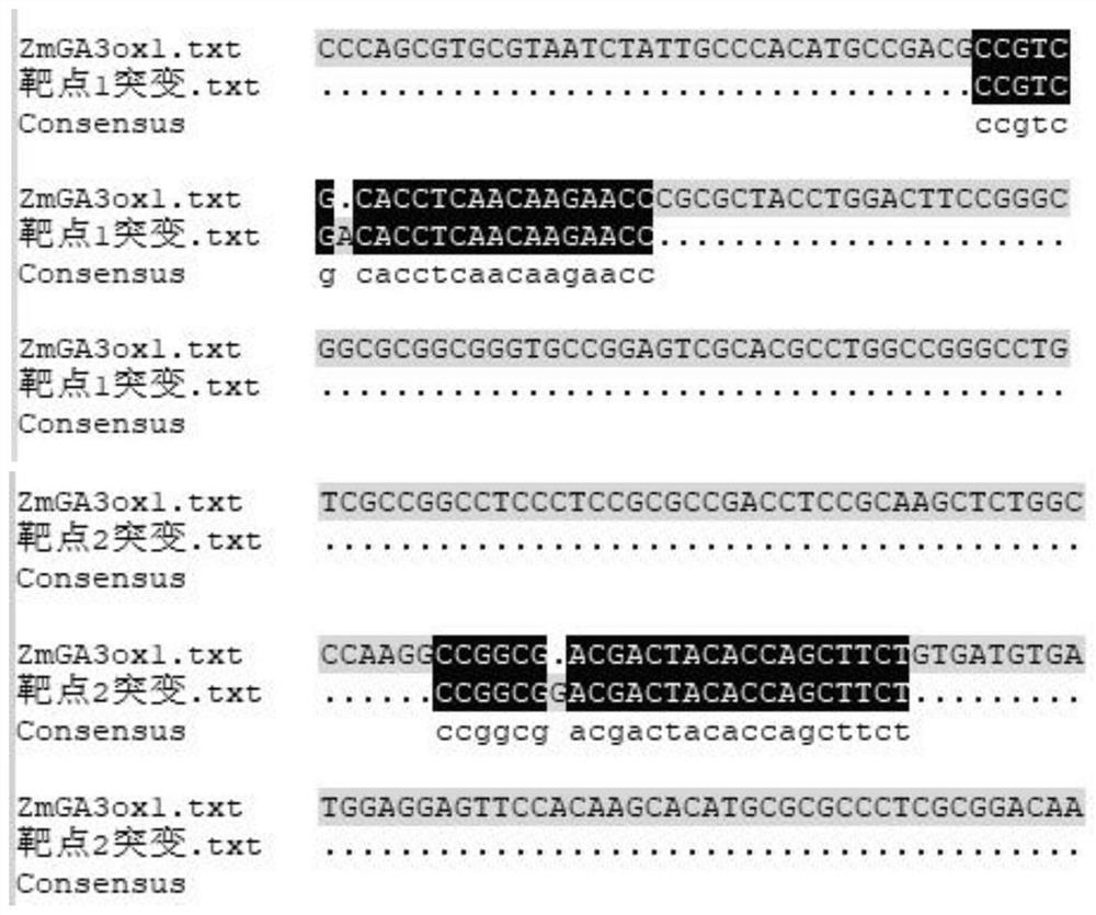 A method of using gene editing technology to create corn dwarfing materials