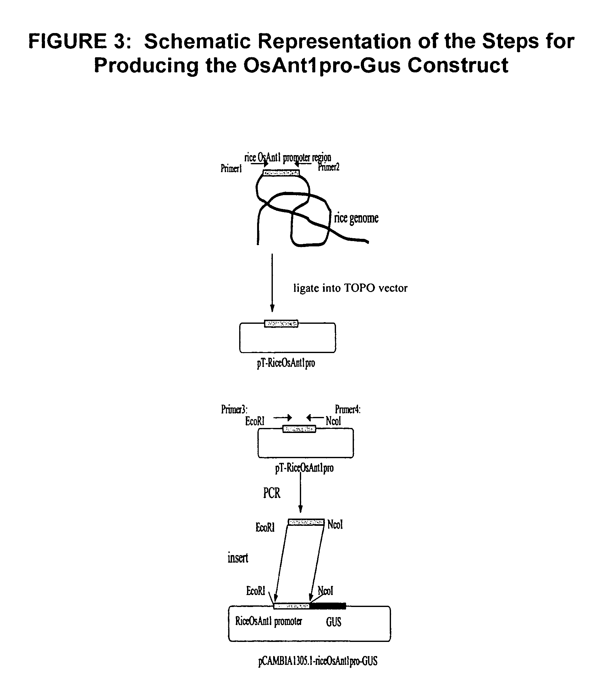 Promoter sequence obtained from rice and methods of use