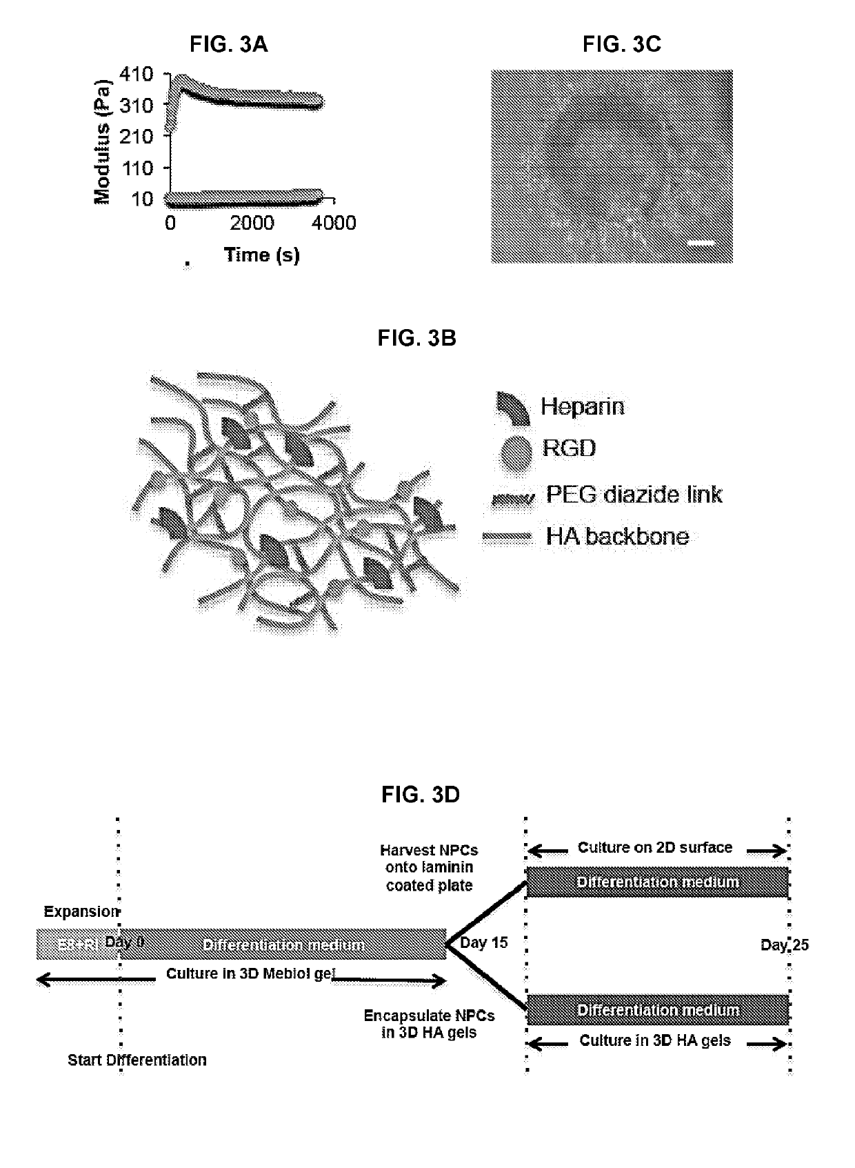Cellularized hydrogels and methods of using the same