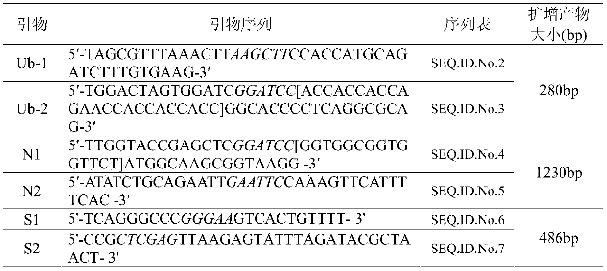 S1 and N double-antigen protein recombinant plasmid capable of expressing IBV (Infectious Bronchitis Virus) and construction method and application thereof