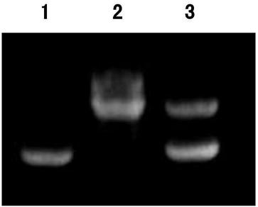 Molecular marker and application of rice glue consistency control gene pul