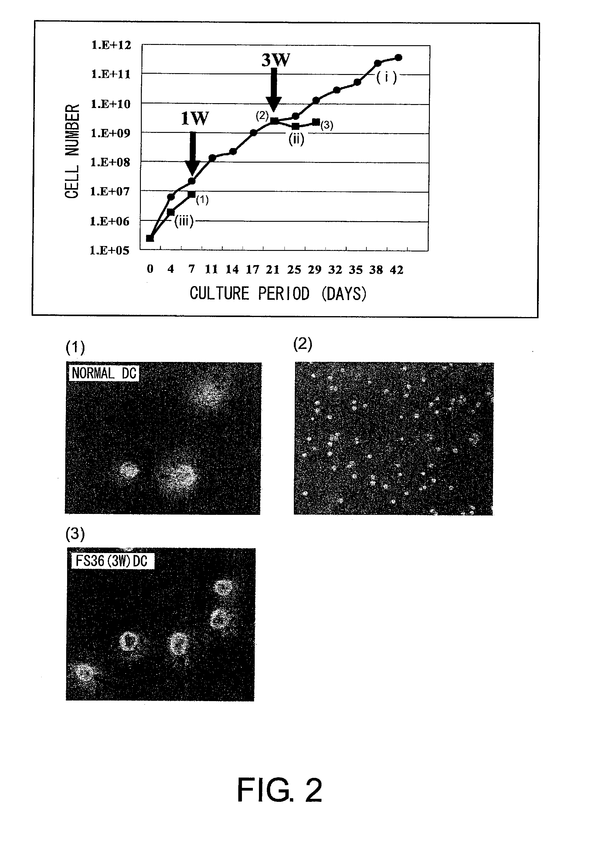 Method for production of dendritic cell