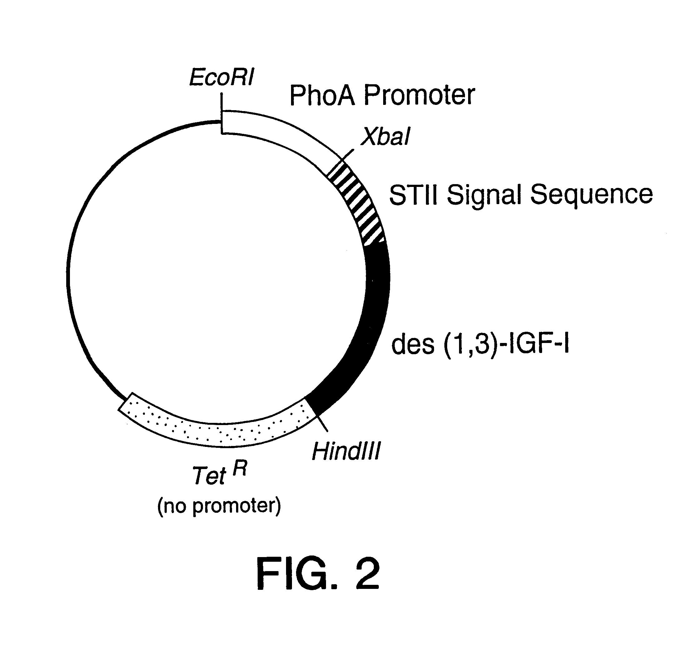 Methods and compositions for secretion of heterologous polypeptides