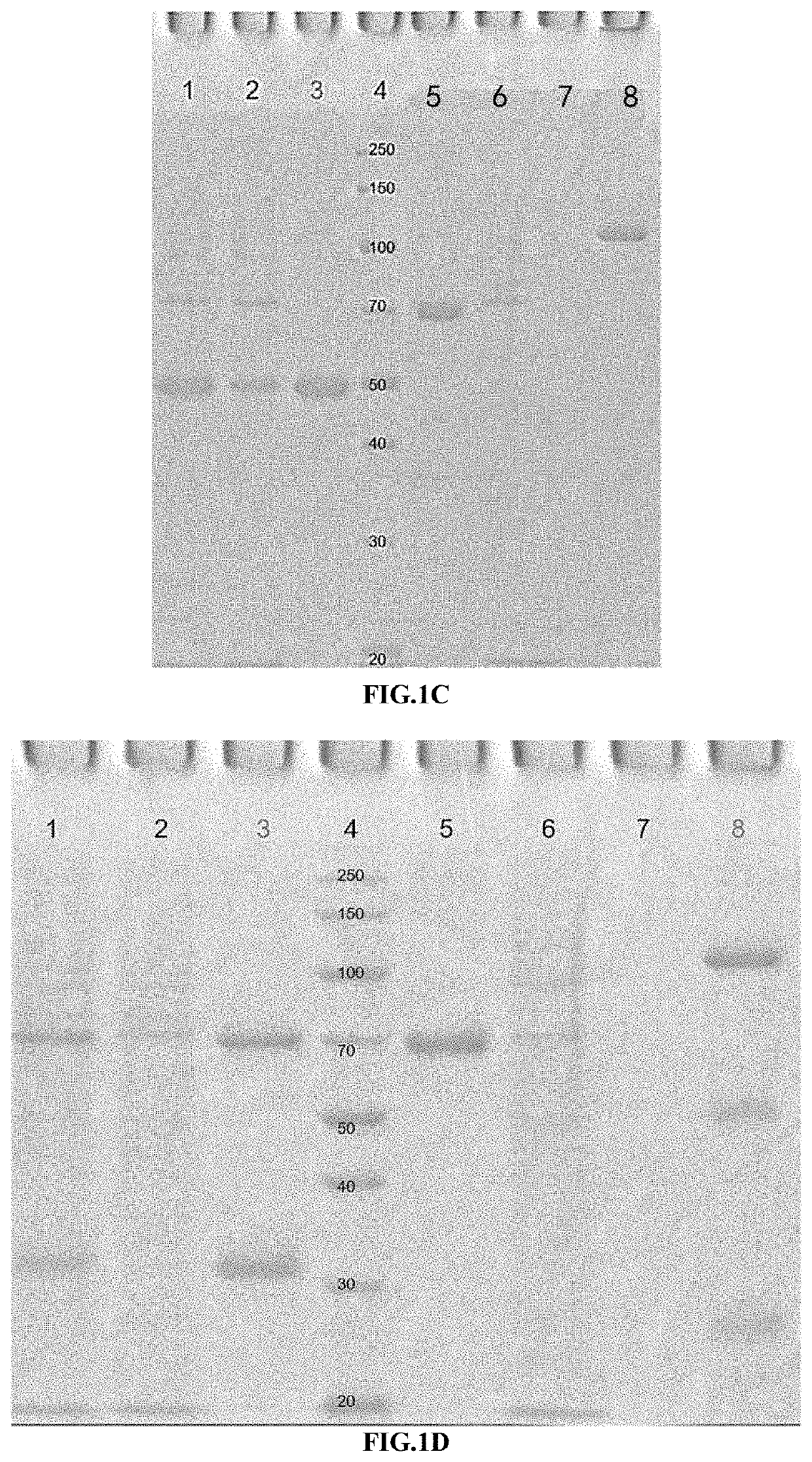 Methods and compositions for cancer treatment