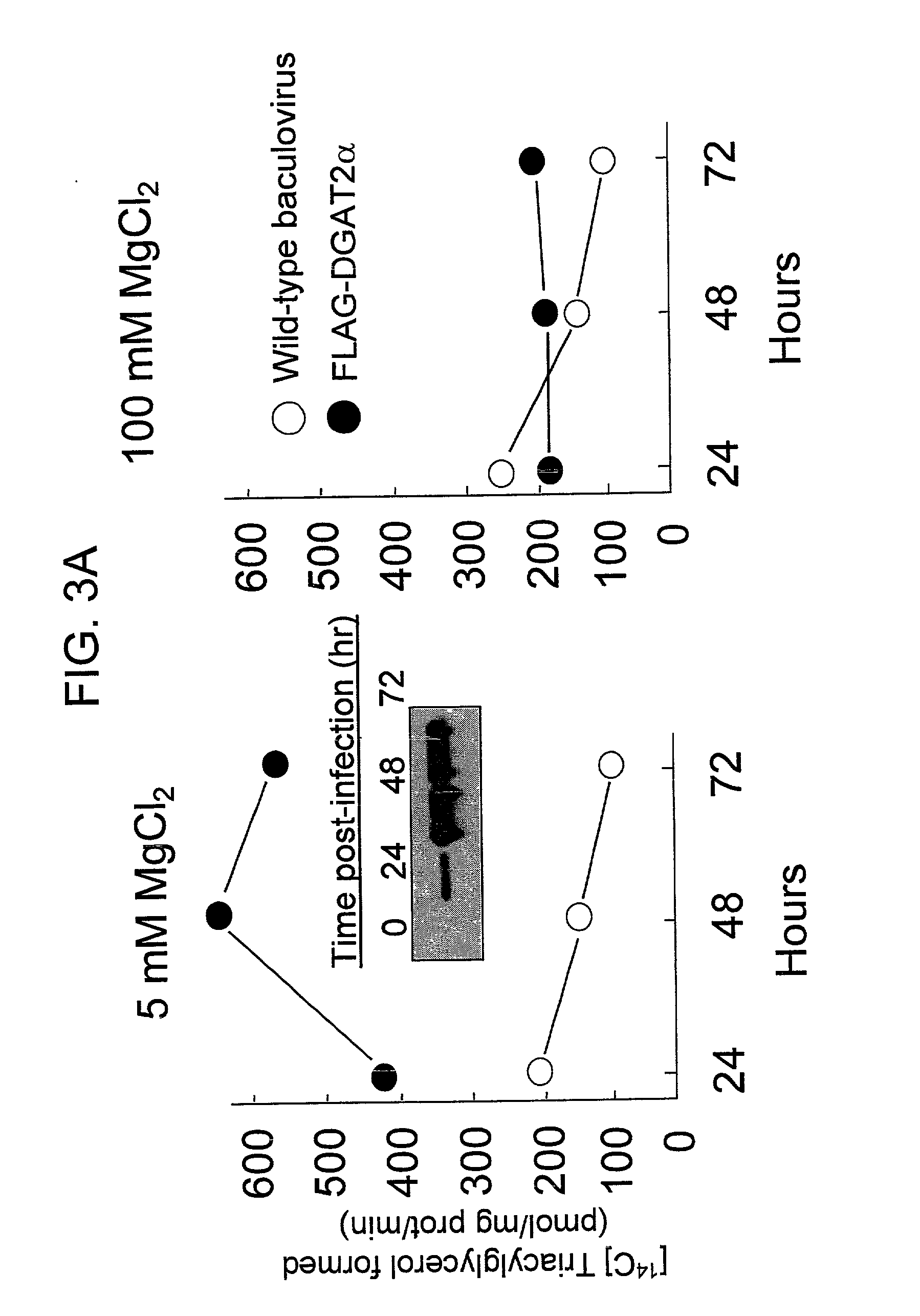 Mono- and diacylglycerol acyltransferases and methods of use thereof