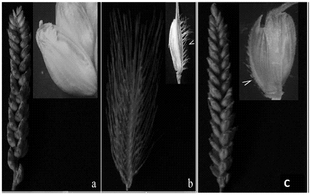 Breeding method using multispikelet germplasm NAU422 for improvement of wheat yield