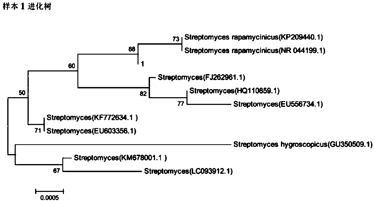 Streptomyces hygroscopicus capable of producing salicylic acid and rapamycin and application of streptomyces hygroscopicus to prevention and control of plant oomycetes and fungal diseases