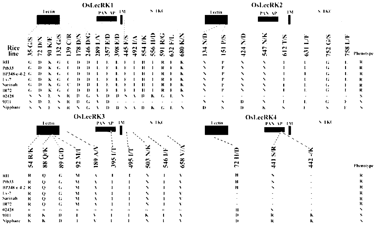 Set of paddy rice anti-brown-planthopper genes, coded protein thereof, and application thereof