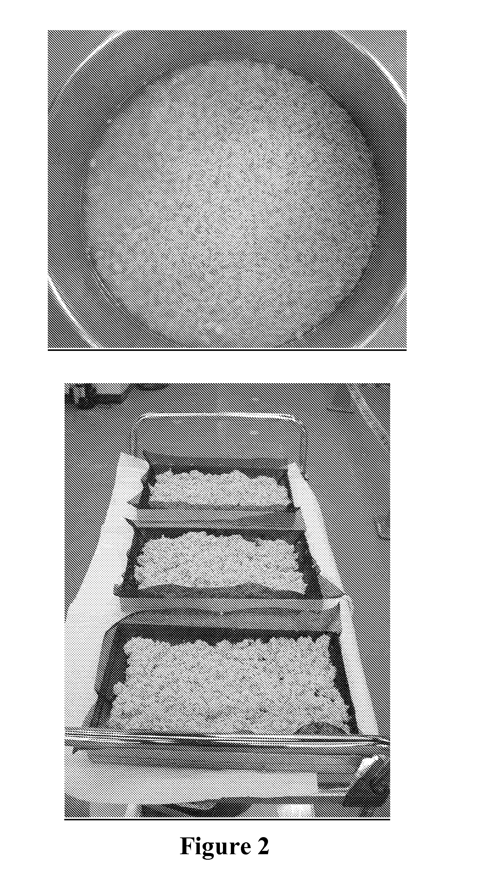 Microparticulated vaccines for the oral or nasal vaccination and boostering of animals including fish