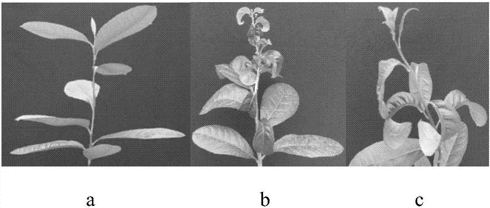 Novel rapid preparation methods for cDNA dimer and infectious clone of citrus viroid