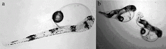 Inducing method for gynogenetic diploid of Nibea albiflora