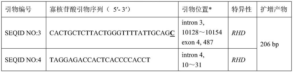 rhd-t163p mutant and its detection