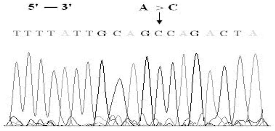 rhd-t163p mutant and its detection