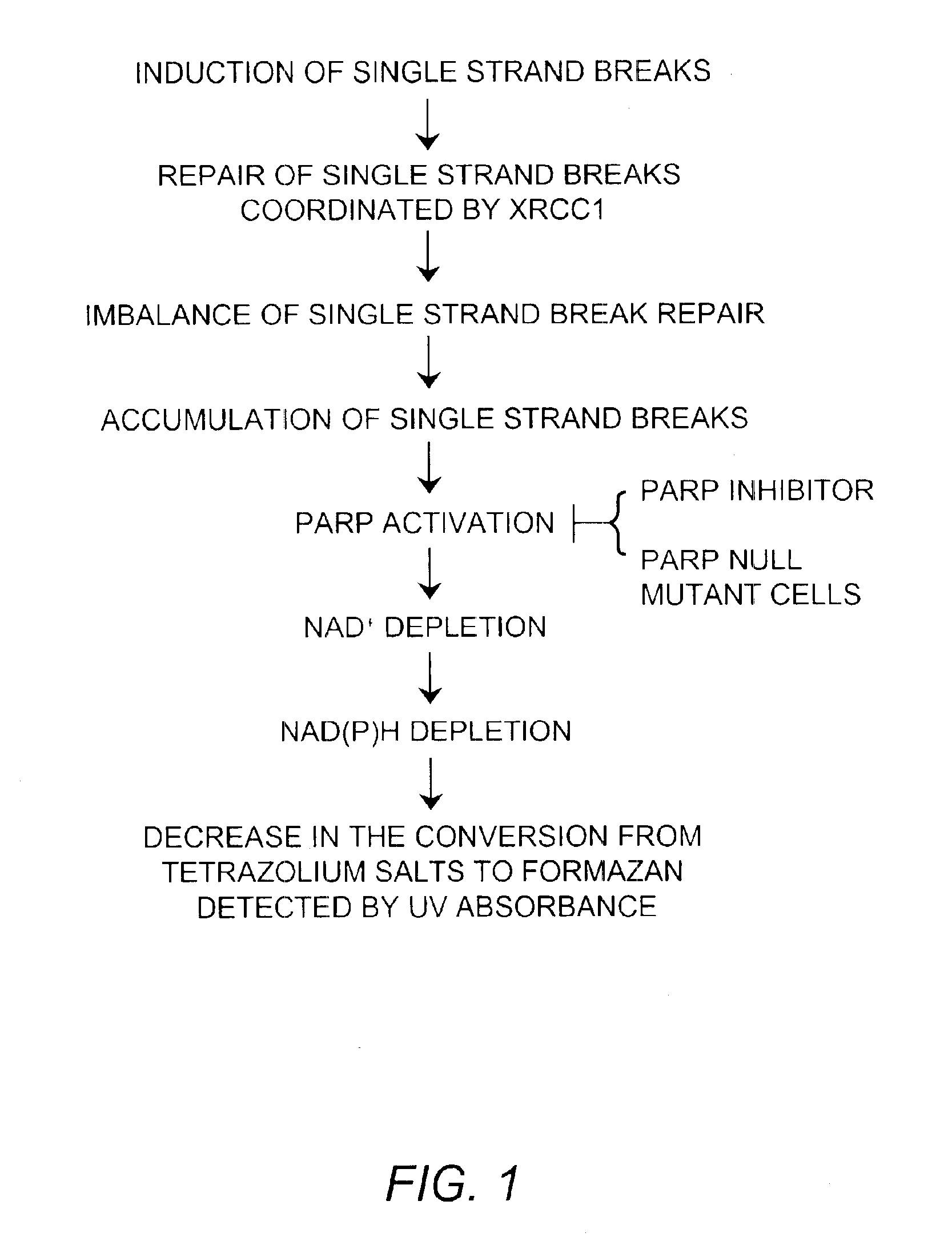 Method of detecting DNA single strand breaks