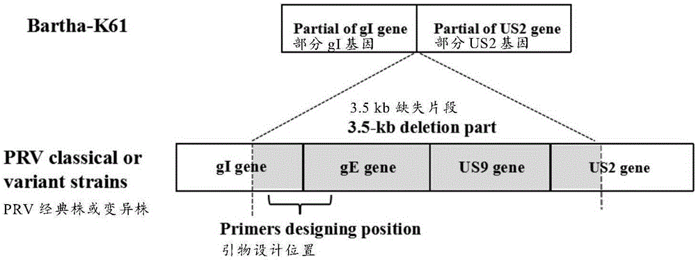 Primers and probe set of cross primer amplification-immunochromatography test paper combination method for detecting pseudorabies virus wild strain and cross primer amplification-immunochromatography test paper combination kit for detecting pseudorabies virus wild strain