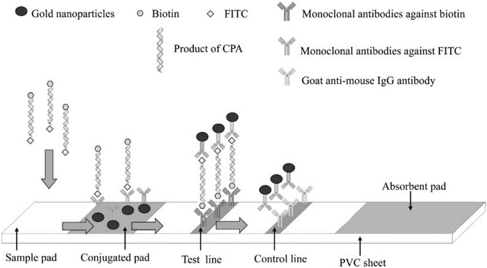 Primers and probe set of cross primer amplification-immunochromatography test paper combination method for detecting pseudorabies virus wild strain and cross primer amplification-immunochromatography test paper combination kit for detecting pseudorabies virus wild strain