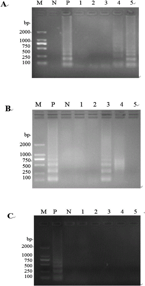 Primers and probe set of cross primer amplification-immunochromatography test paper combination method for detecting pseudorabies virus wild strain and cross primer amplification-immunochromatography test paper combination kit for detecting pseudorabies virus wild strain