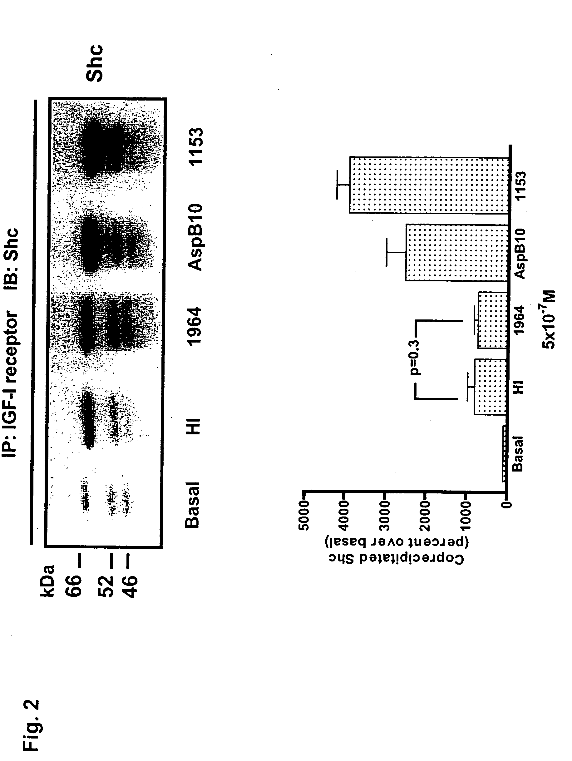 Method of activating insulin receptor substrate-2 to stimulate insulin production
