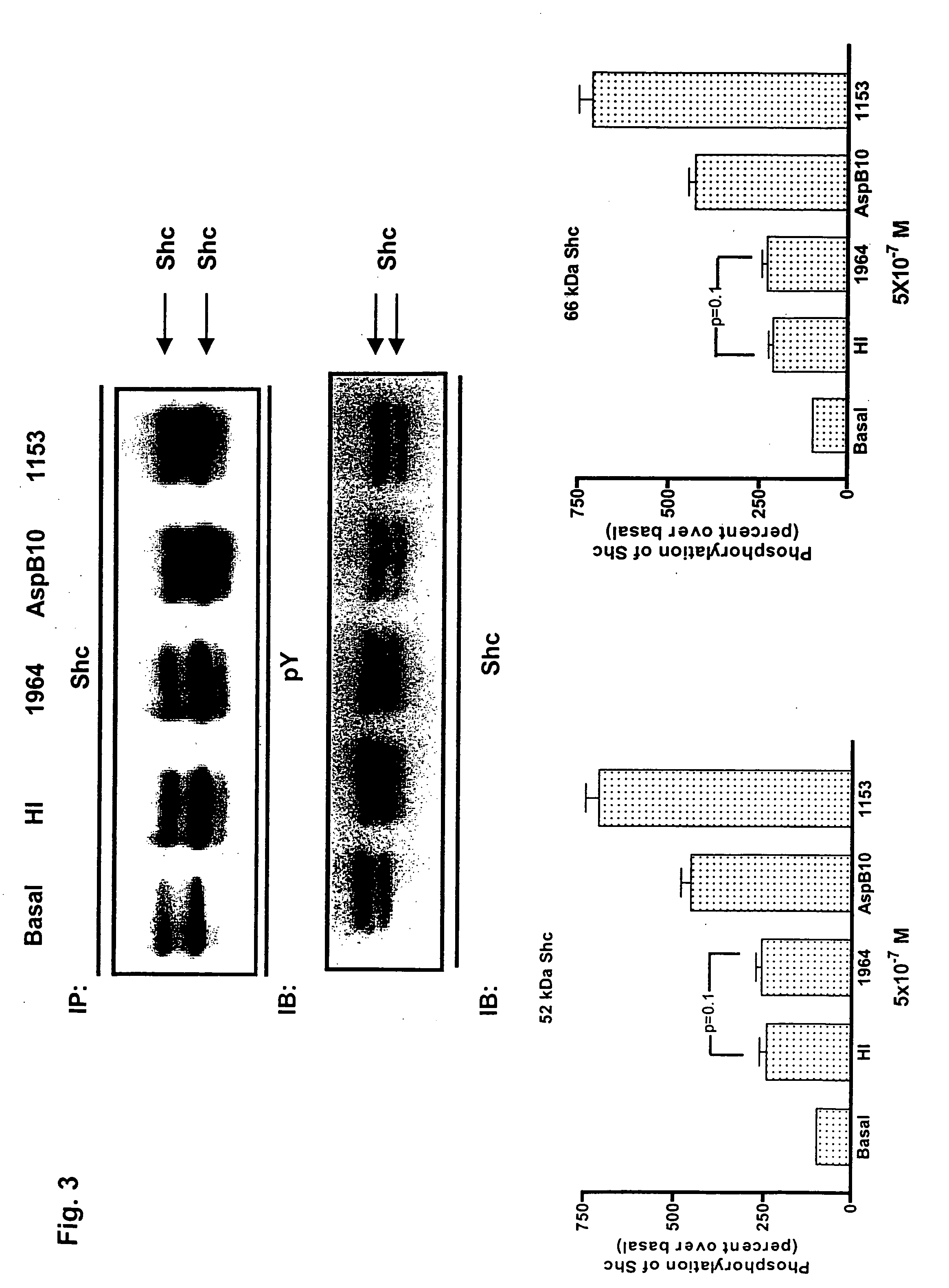 Method of activating insulin receptor substrate-2 to stimulate insulin production