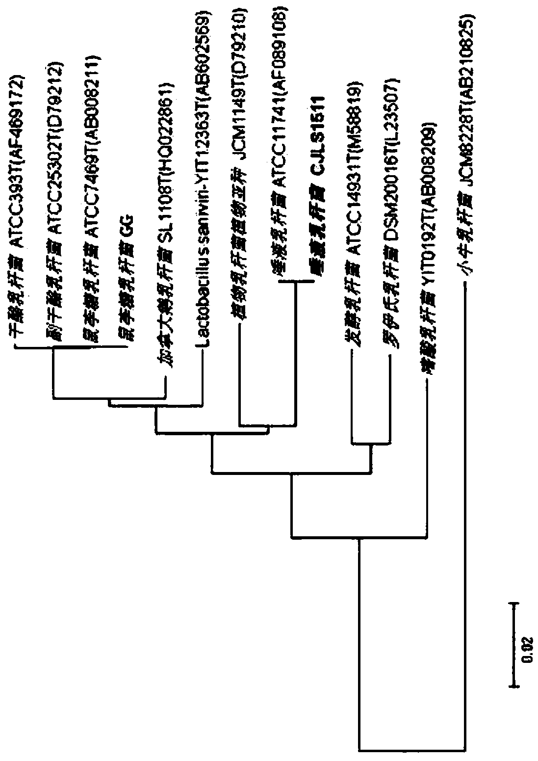 Lactobacillus salivarius cjls1511, animal feed additive composition comprising same bacterium or dead cells thereof, and method for producing same dead cells