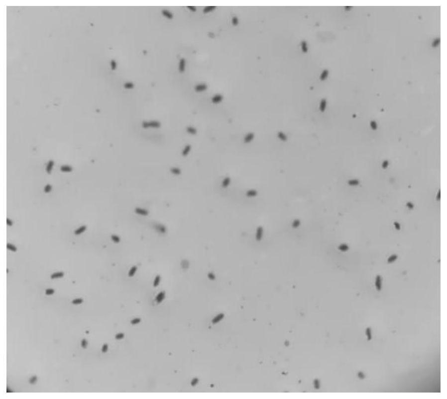 Preparation method and application of a saline-alkali tolerant air bacillus and its live bacterial preparation