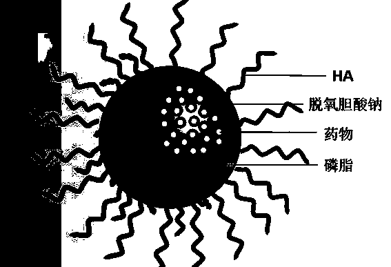 Hepatic stellate cell targeted hyaluronic acid nano-micelle, preparation method and application thereof