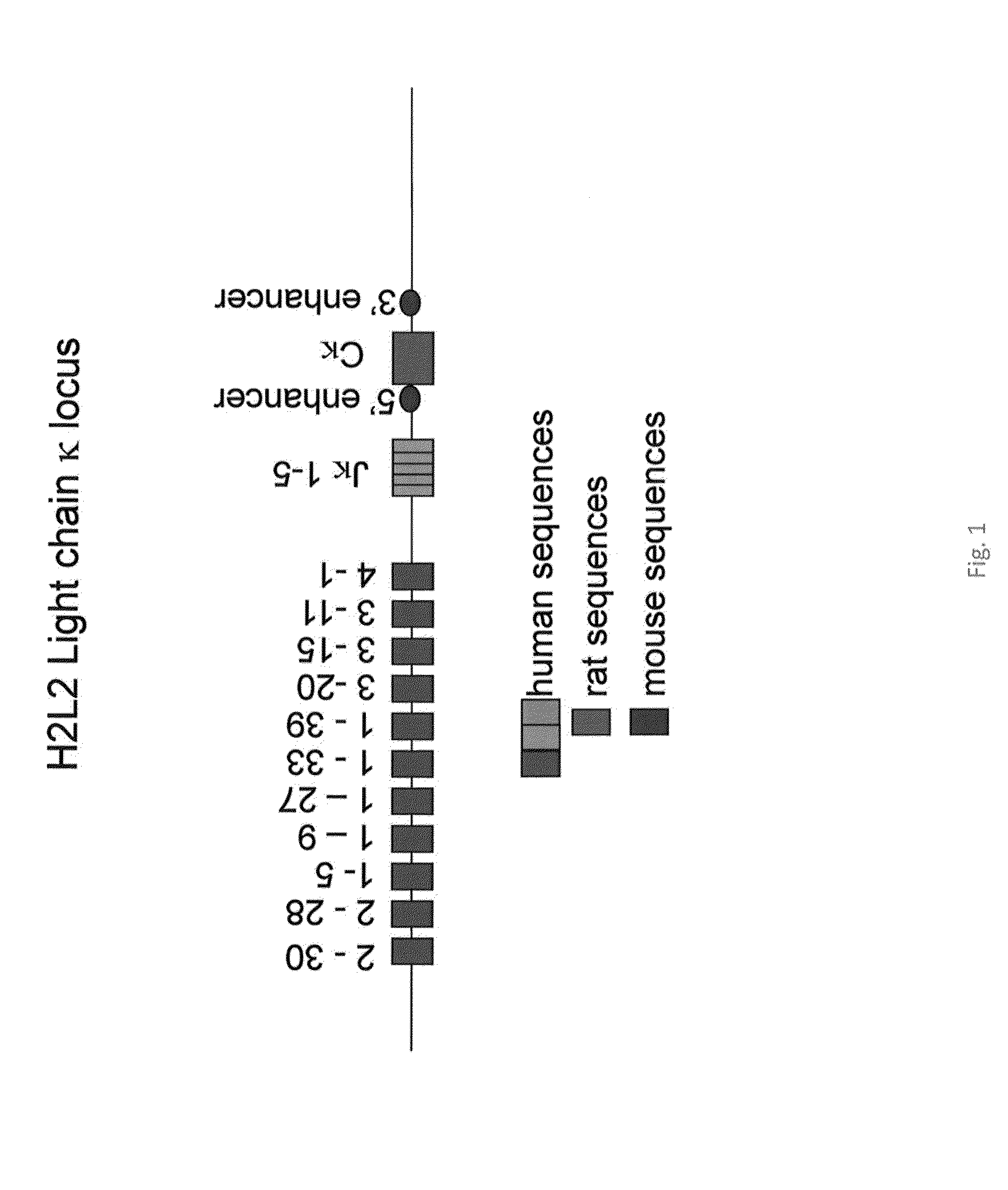 Antibody production