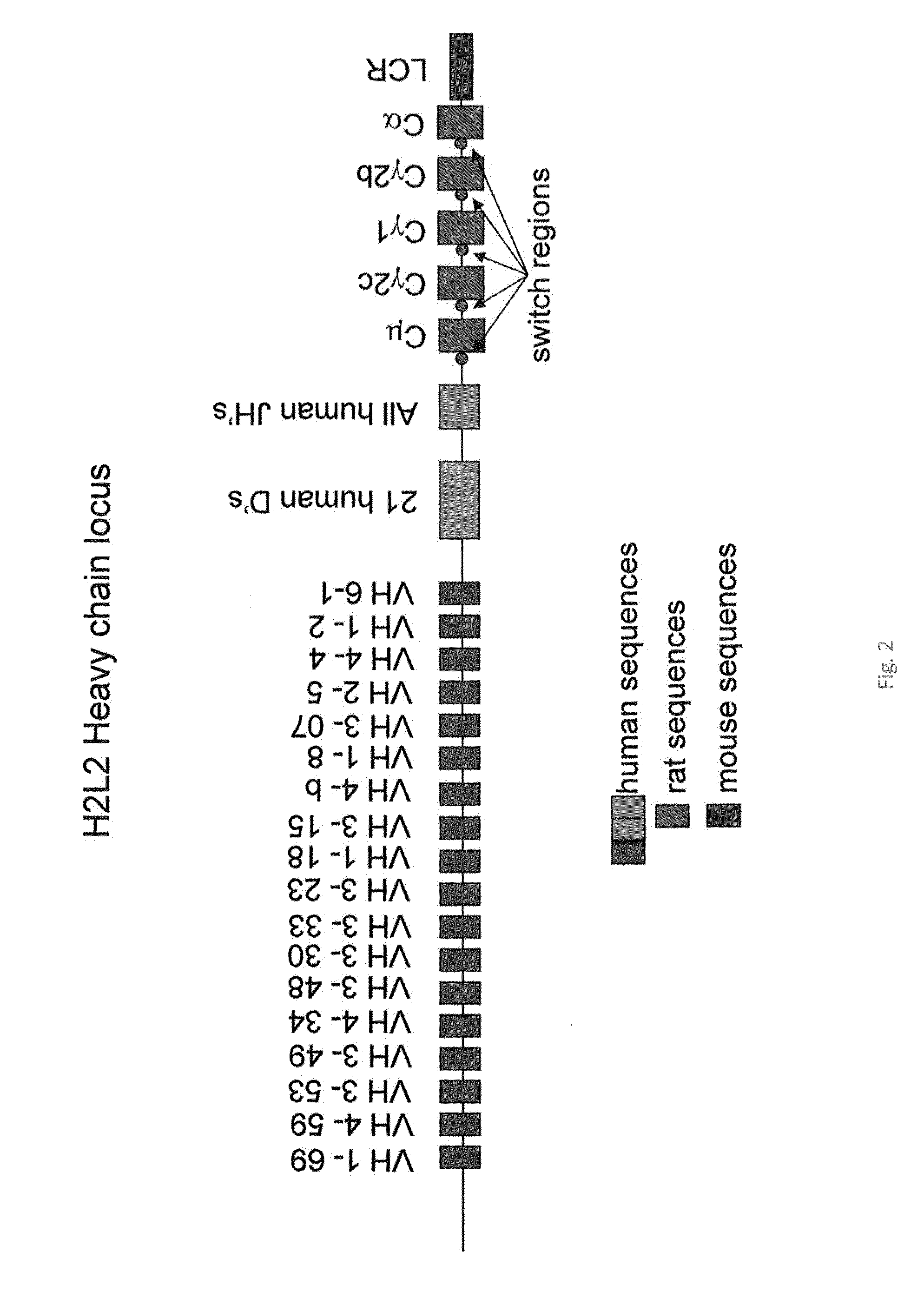 Antibody production