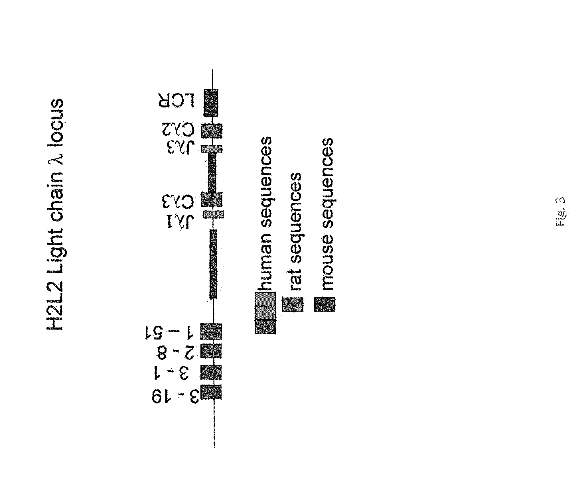 Antibody production