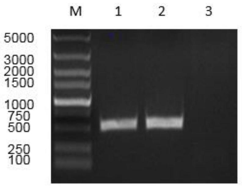 A fusion protein of chicken interferon ifn-λ and ifn-α